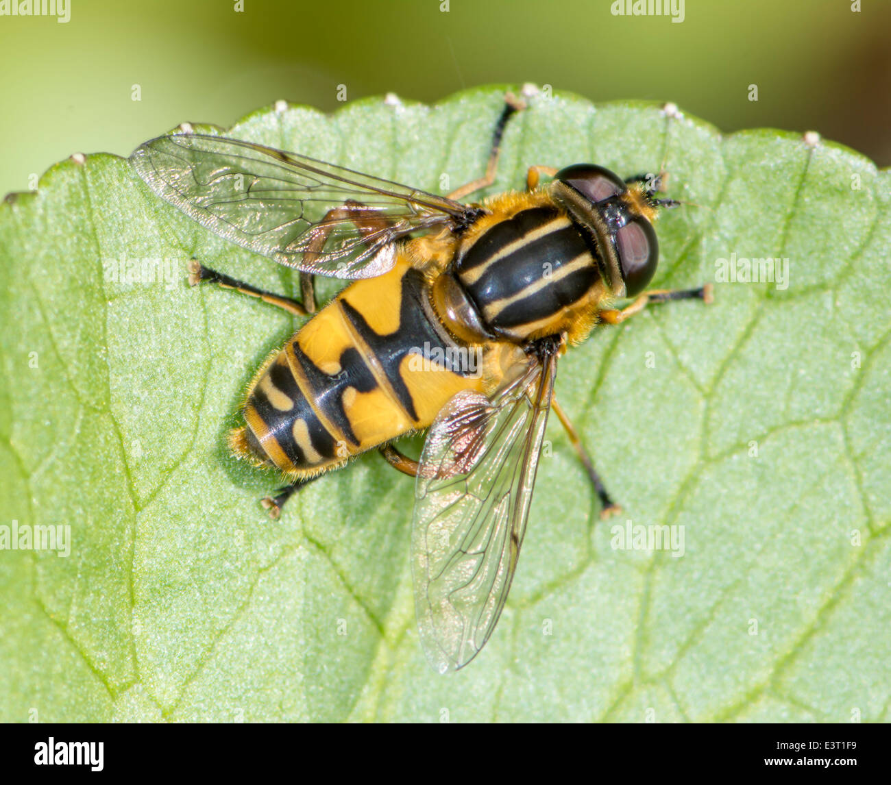 Macro Of A Black And Yellow Fly O A Green Leaf Stock Photo