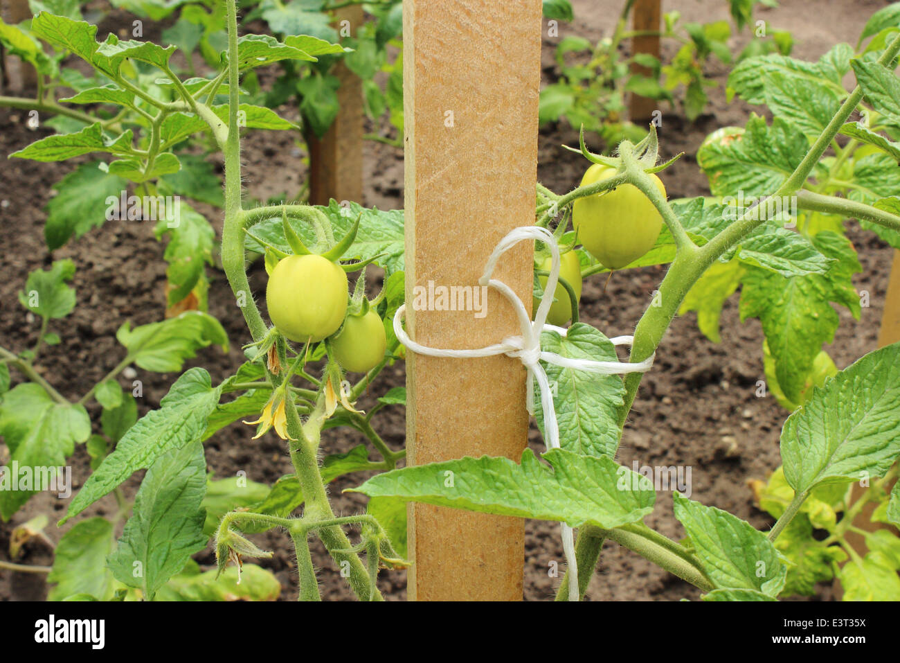 Green tomatoes growing on the branches in the garden Stock Photo - Alamy