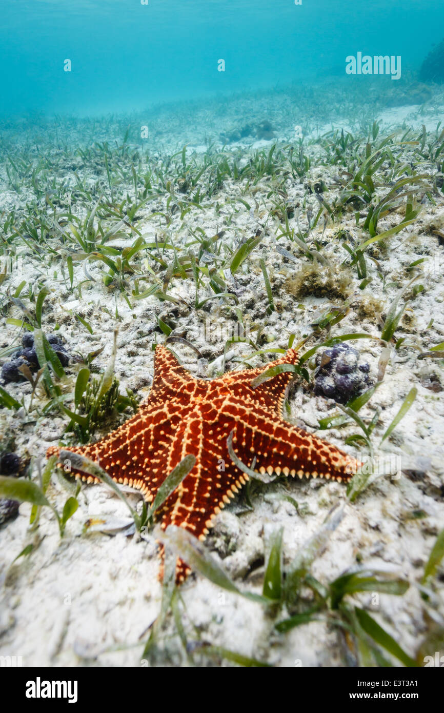 close-up of red sea star or starfish resting on white sand of ocean floor in Caribbean Sea Stock Photo