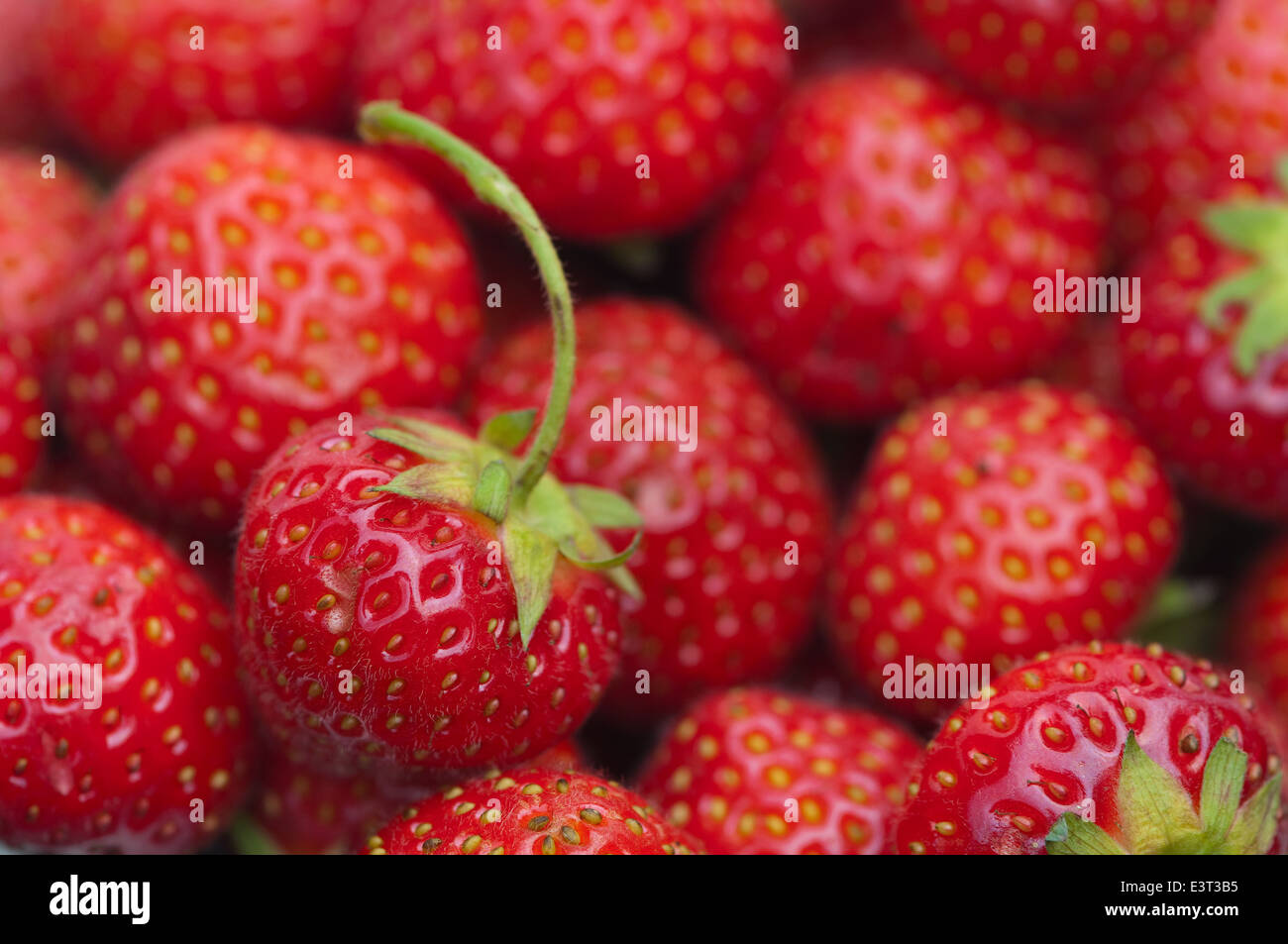 close up of ripe strawberries fresh and ready to eat Stock Photo - Alamy