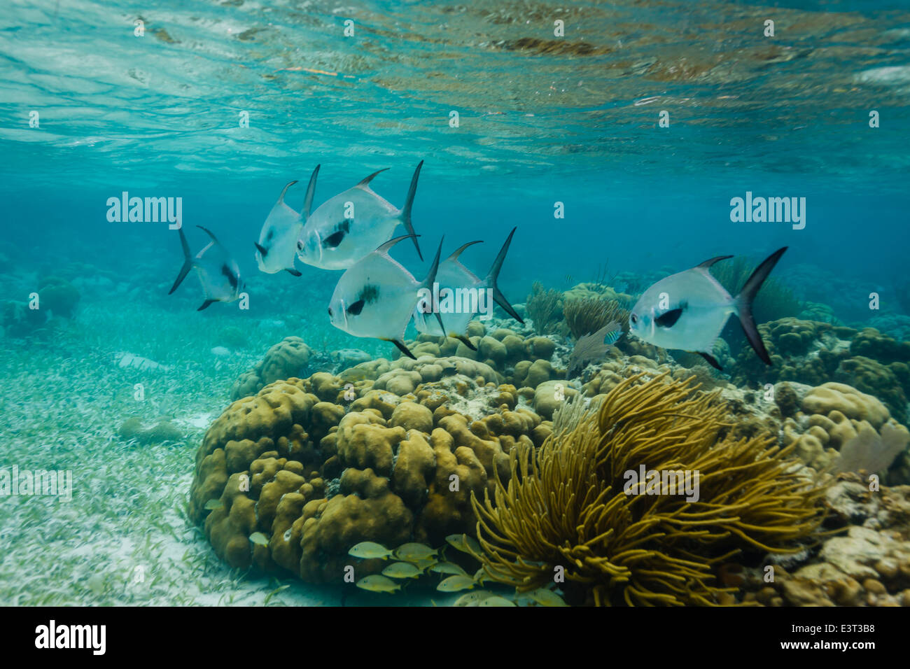 Two schools of different big white and black and small yellow fish swim above and below coral formation on reef Stock Photo