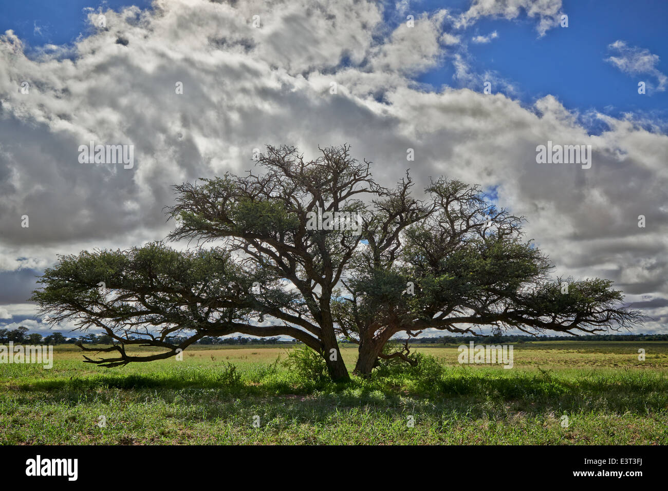 landscape with acacia tree under strong clouds in Kgalagadi Transfrontier Park, Kalahari, South Africa, Botswana, Africa Stock Photo