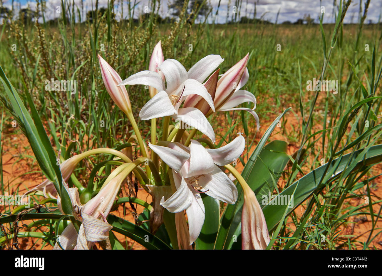 Flower nationalpark hires stock photography and images Alamy