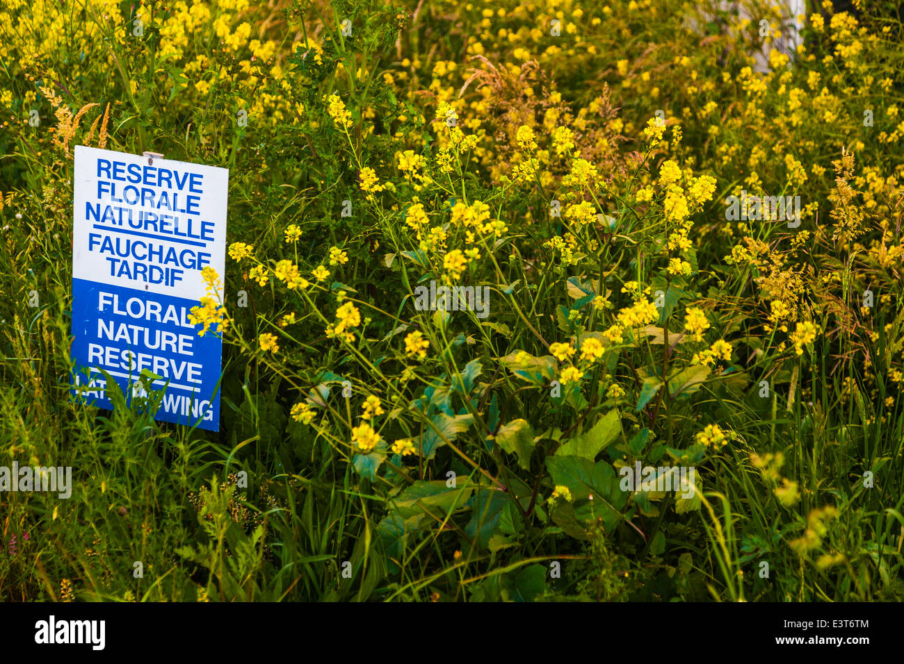 Flower Reverve Wild flower reserve which is designated for late mowing Stock Photo - Alamy