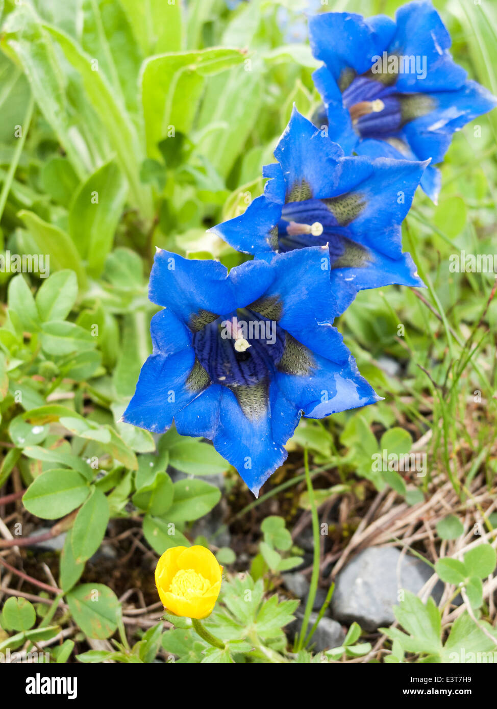 Blue gentian acaulis (stemless gentian) flowers, here in Switzerland