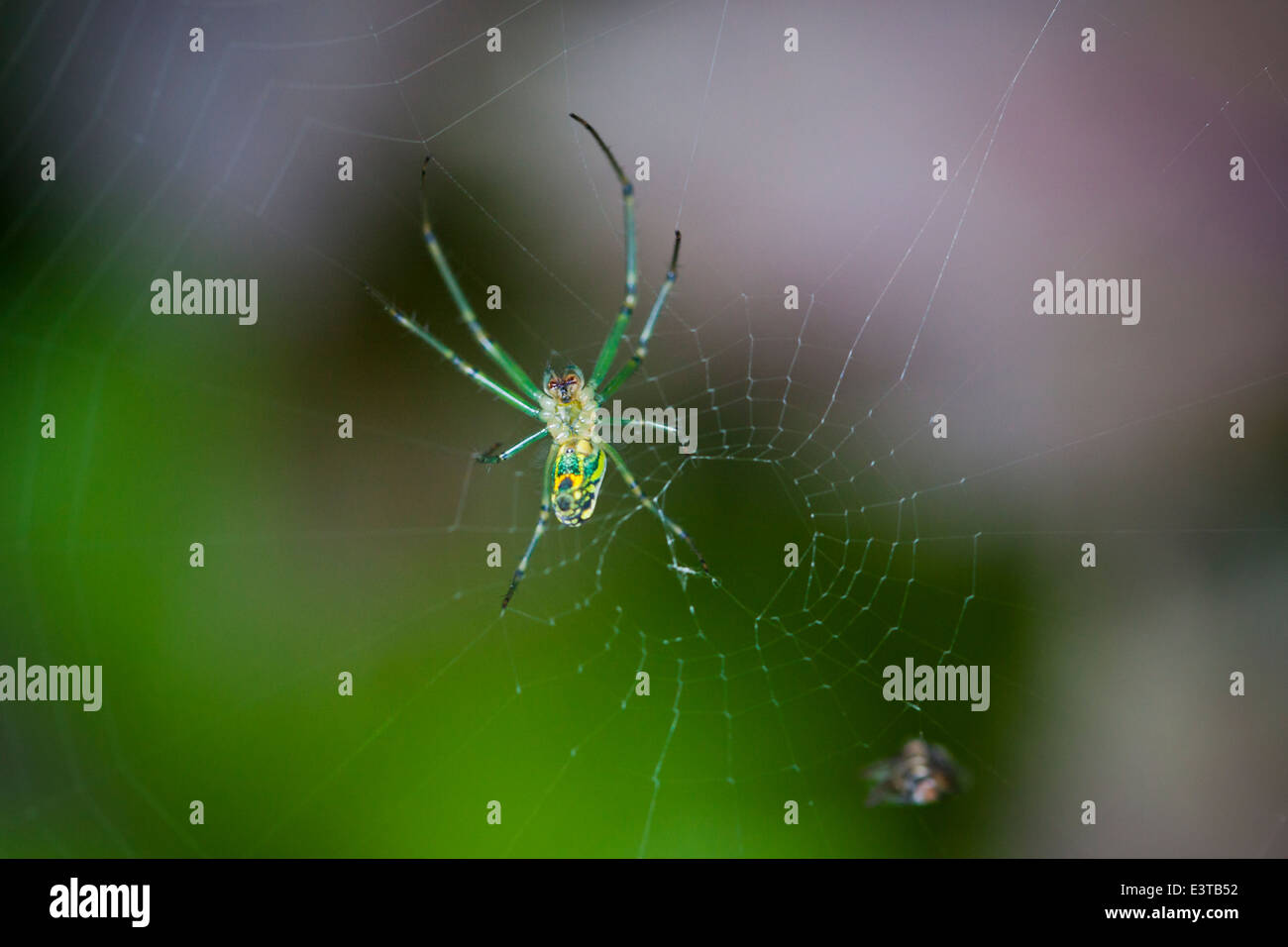 Venusta Orchard Spider (Leucauge venusta) USA Stock Photo Alamy