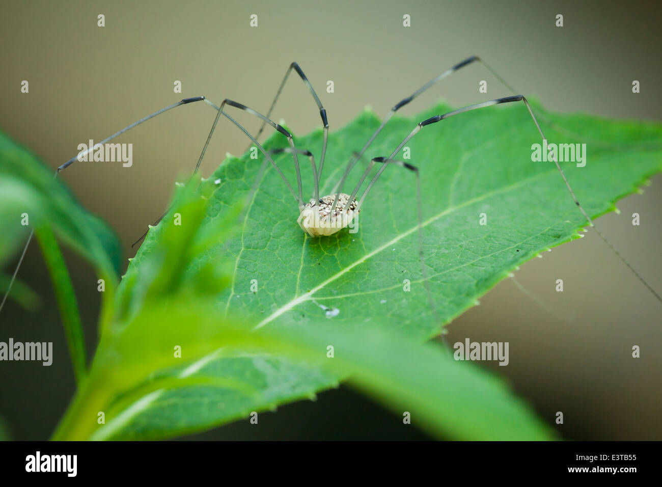 Harvestmen spider hi-res stock photography and images - Alamy