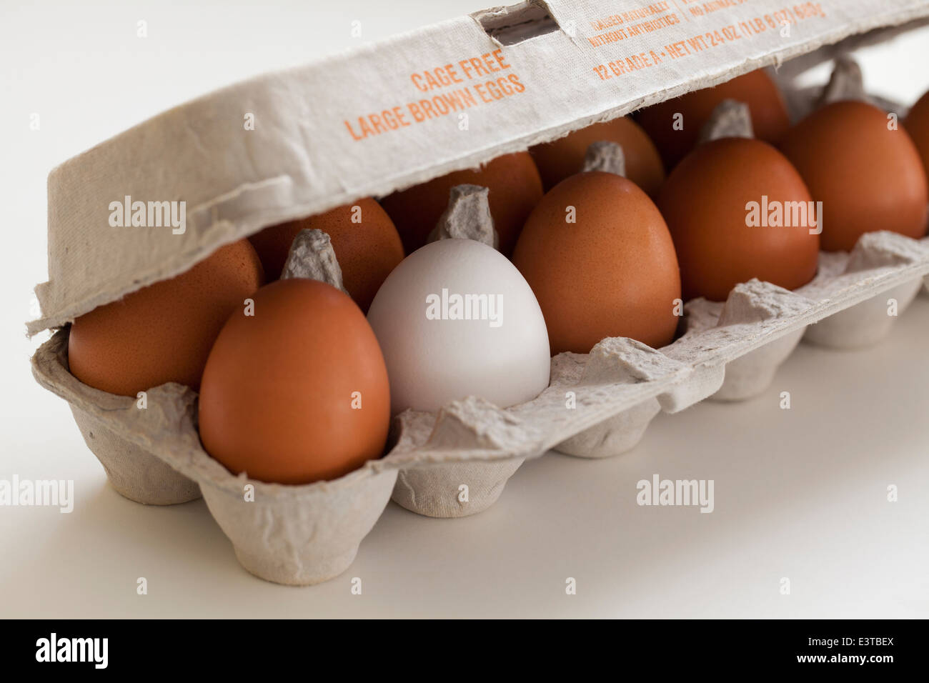 One white egg in a dozen of brown egg carton Stock Photo