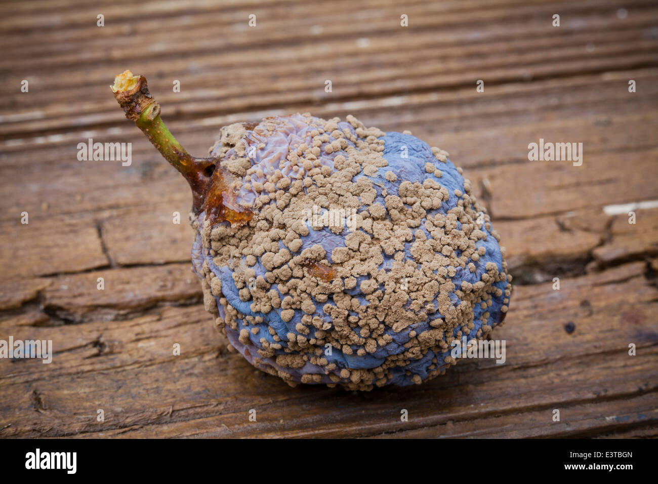 Brown rot fungal disease (Monilinia fructicola) on plum - USA Stock Photo
