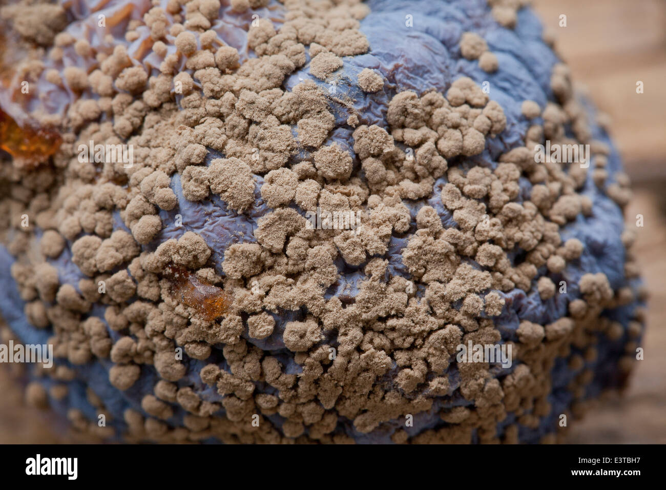 Brown rot fungal disease (Monilinia fructicola) on plum - USA Stock Photo