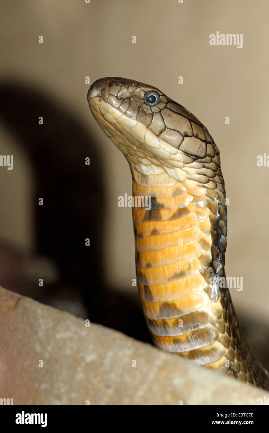 King Cobra, Ophiophagus hannah, Bali, Indonesia. This snake is the largest of the venomous land snakes Stock Photo