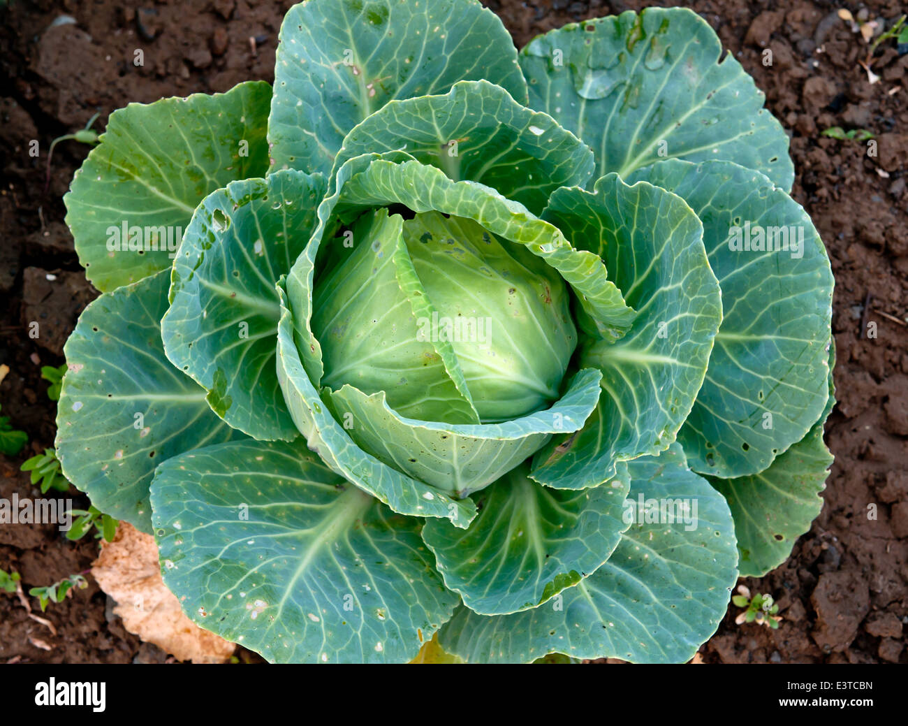 organic cabbage on the field ready to harvest Stock Photo Alamy