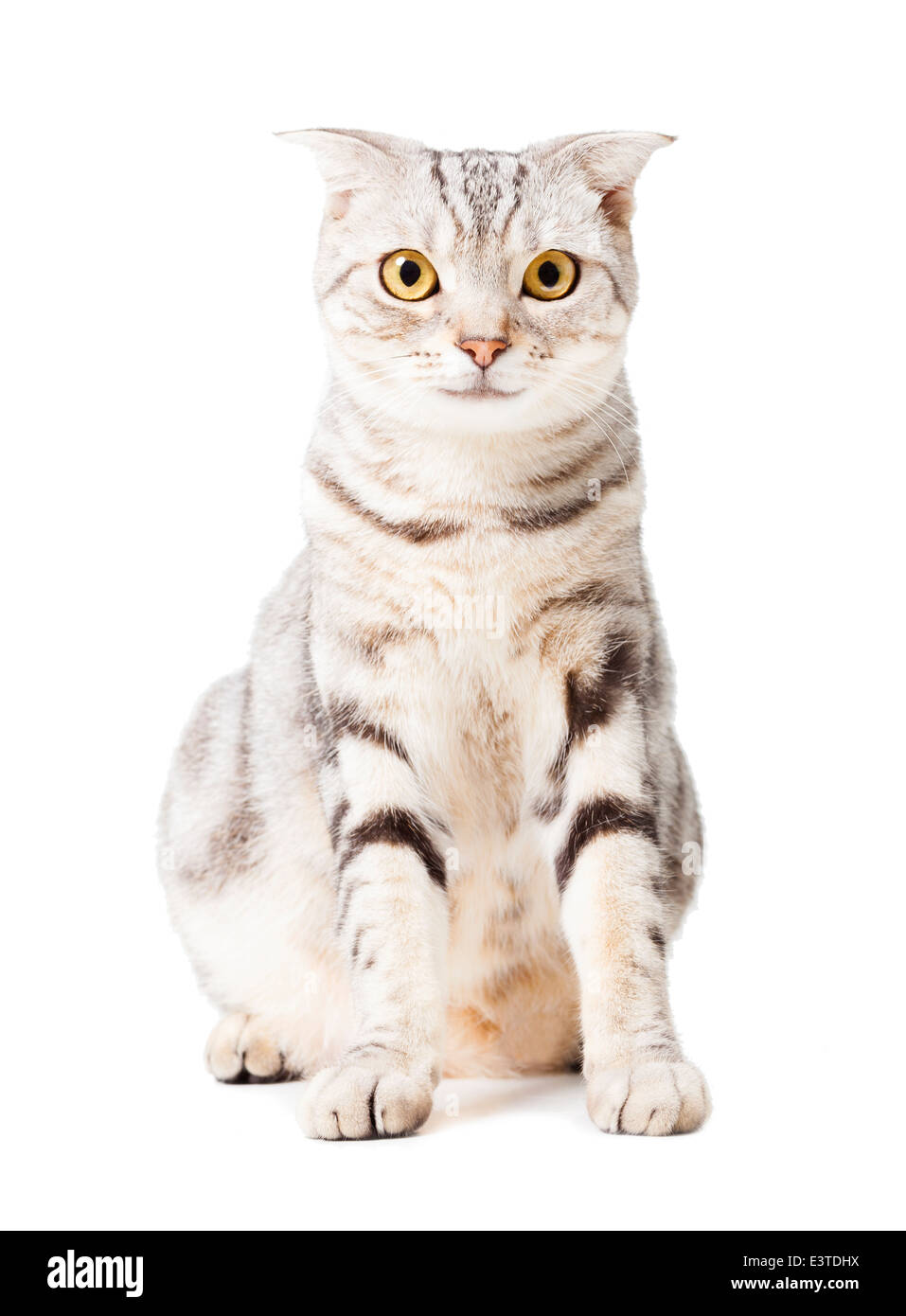cute Cat isolated over white background. Animal portrait Stock Photo ...