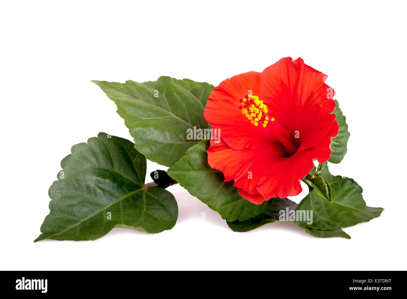 Red hibiscus flower isolated on white background Stock Photo Alamy