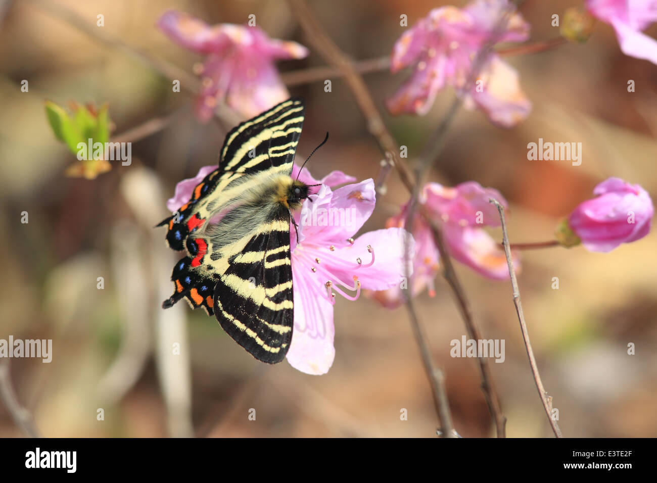 Japanese butterfly hires stock photography and images Alamy