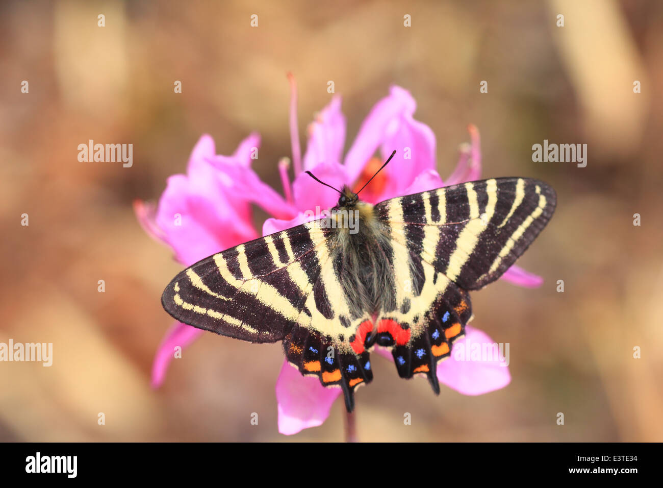 Japanese Luehdorfia (Luehdorfia japonica) in Japan Stock Photo Alamy