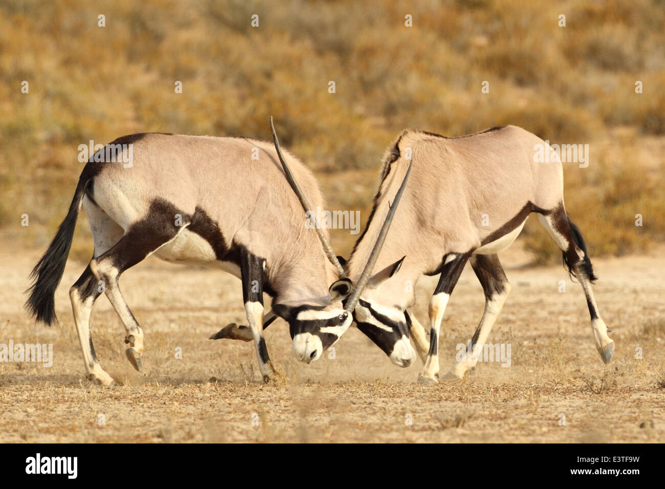 Lock horns hires stock photography and images Alamy