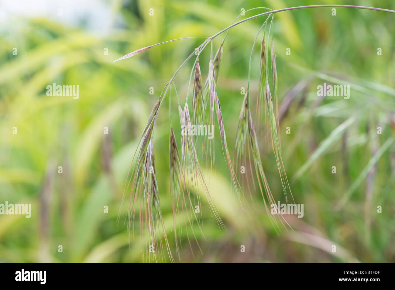 Bromus diandrus. Great Brome Grass Stock Photo
