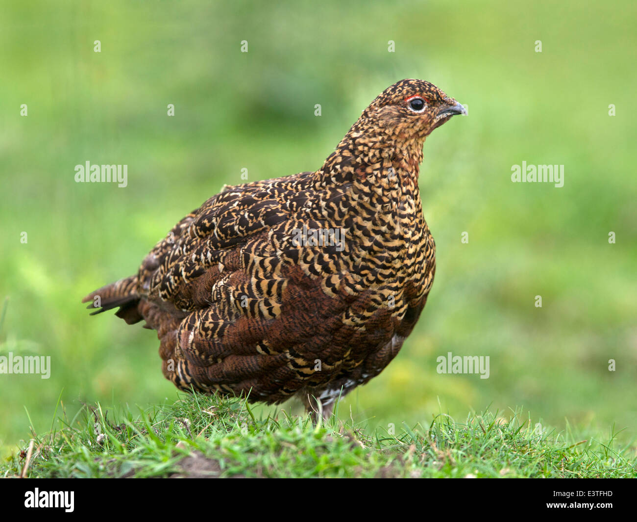 Male red grouse Stock Photo