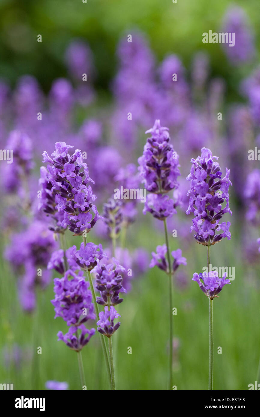 Lavandula flowers. Lavender growing in an English garden. Stock Photo