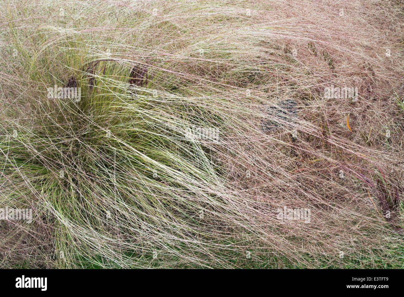Nassella trichotoma. Serrated tussock grass Stock Photo