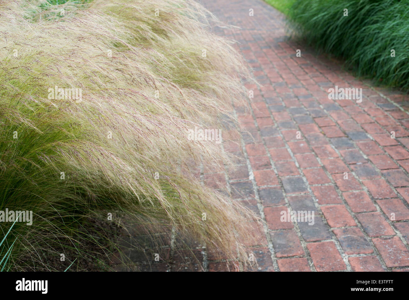 Stipa tenuissima. Feather grass and a red brick path Stock Photo