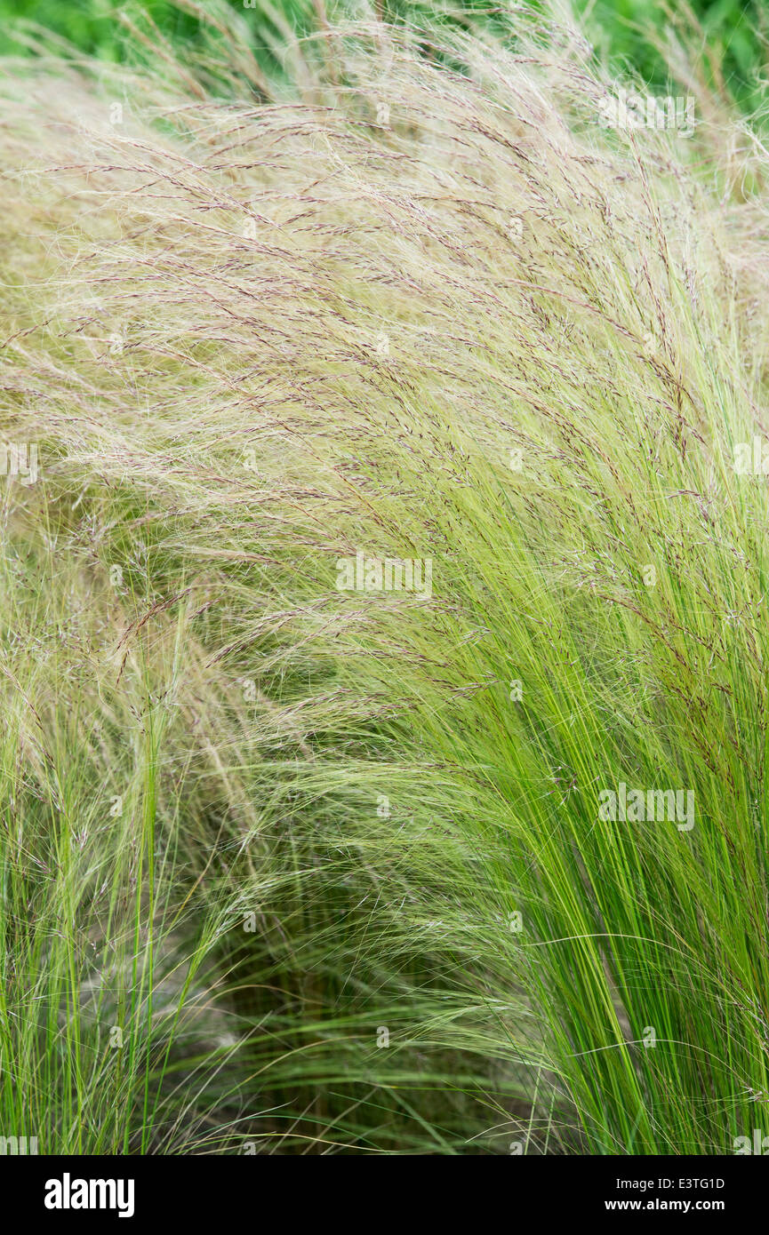 Stipa tenuissima. Feather grass in a garden border Stock Photo