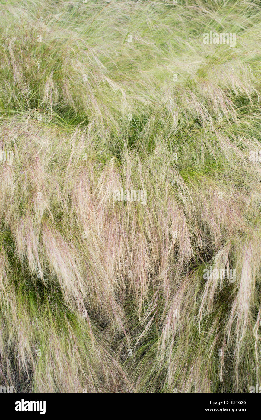 Stipa tenuissima. Feather grass in a garden border Stock Photo