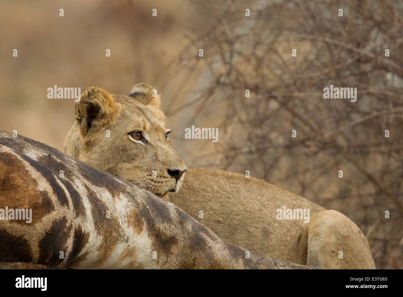 A lioness feeding on a giraffe carcass inside the Kruger National Park, South Africa. Stock Photo