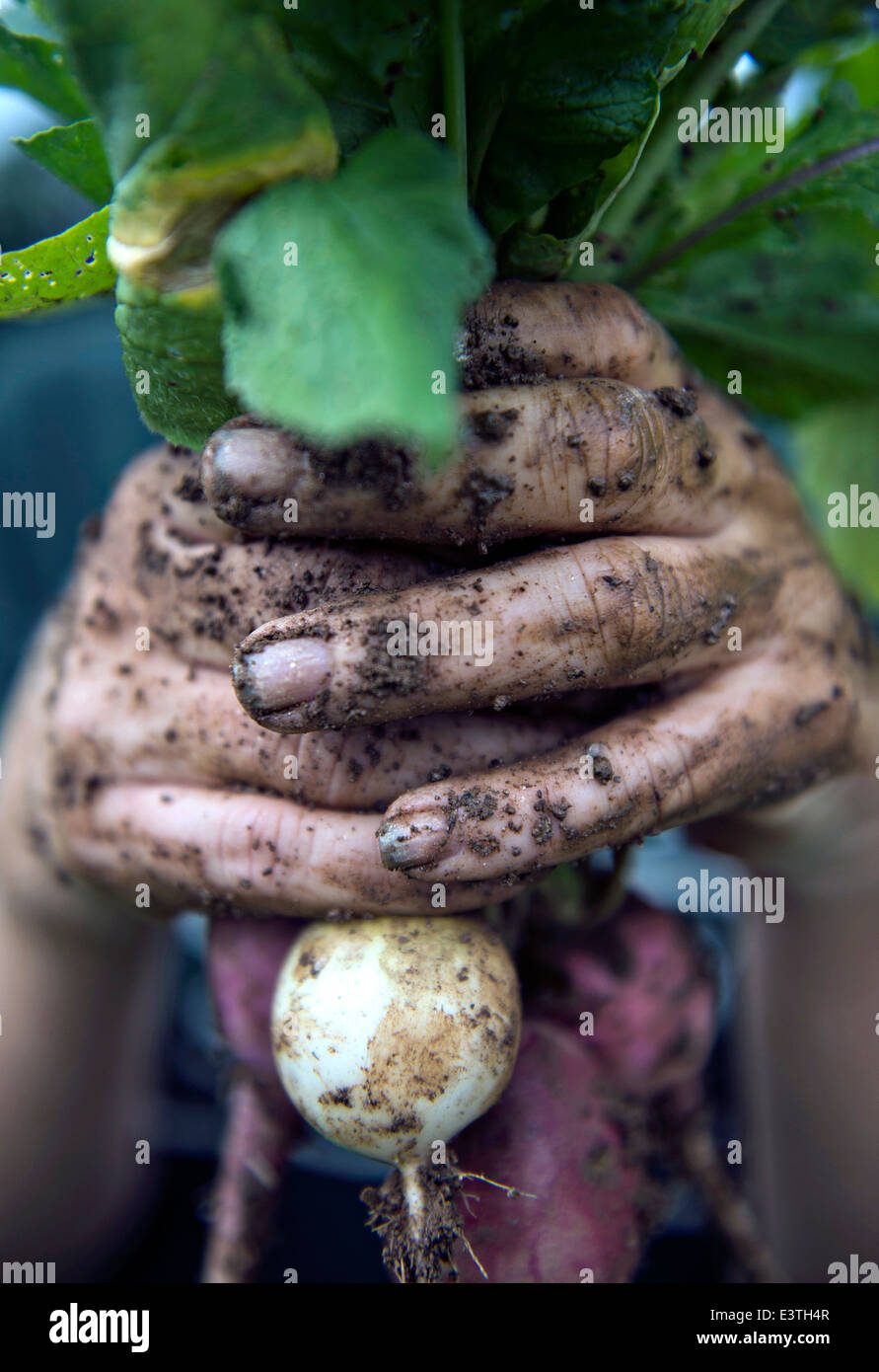 A worker holds up a radish freshly harvested at the Clark family Farm June 20, 2014 in Ellicott City, Maryland. Stock Photo