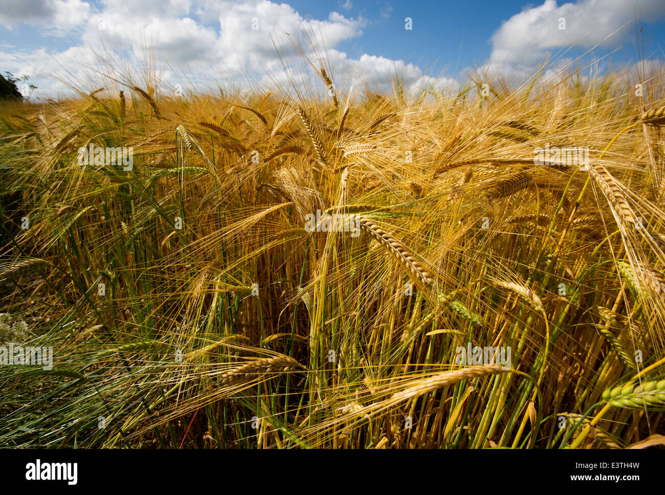 A barley field Oakley Hampshire Stock Photo Alamy
