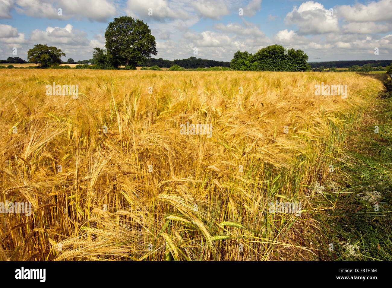 A barley field Oakley Hampshire Stock Photo Alamy