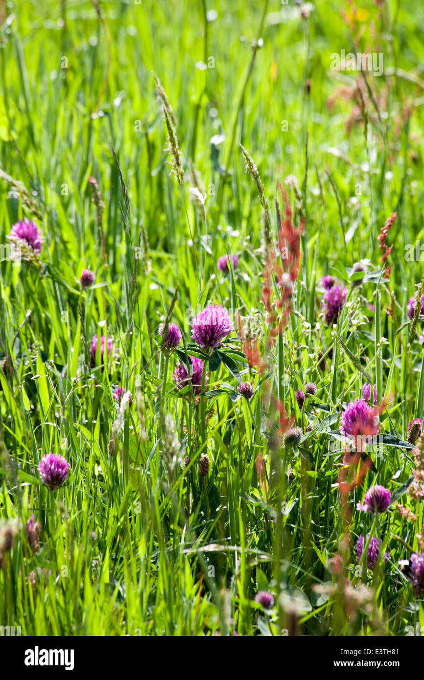 Hay Meadow including clovers Low between Hattersley and Woodley