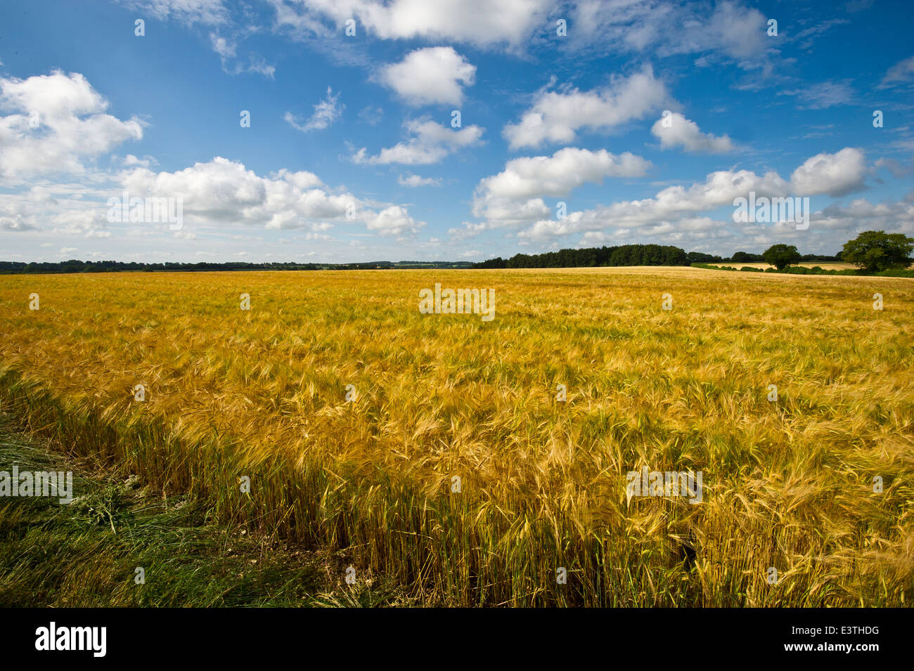 A barley field Oakley Hampshire Stock Photo Alamy