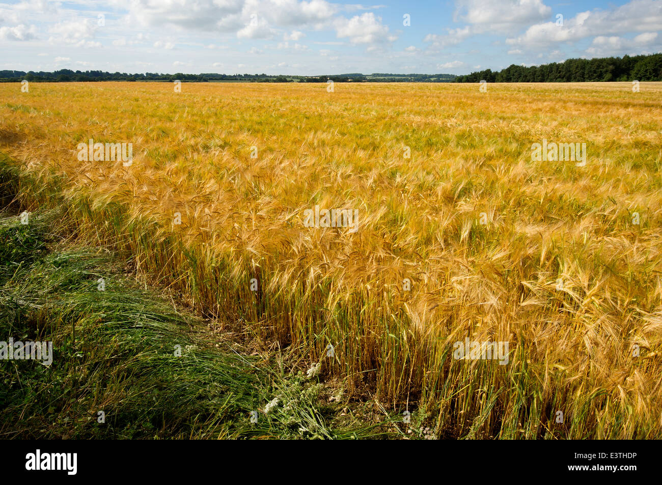 A barley field Oakley Hampshire Stock Photo Alamy