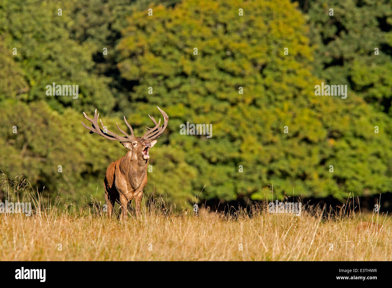 Red deer / Cervus elaphus Stock Photo - Alamy