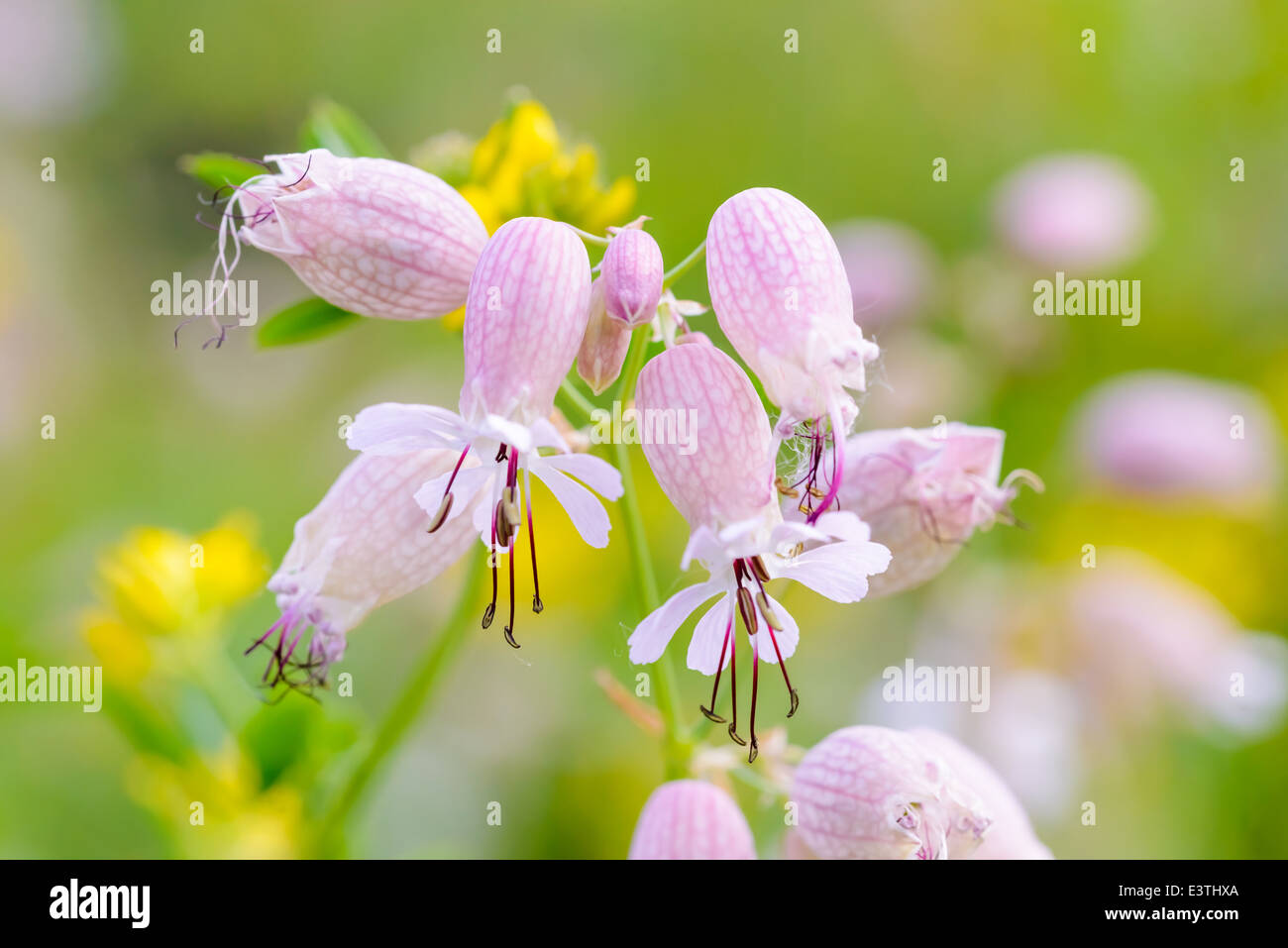 Bladder Campion flowers in the meadow under the warm spring sun Stock Photo
