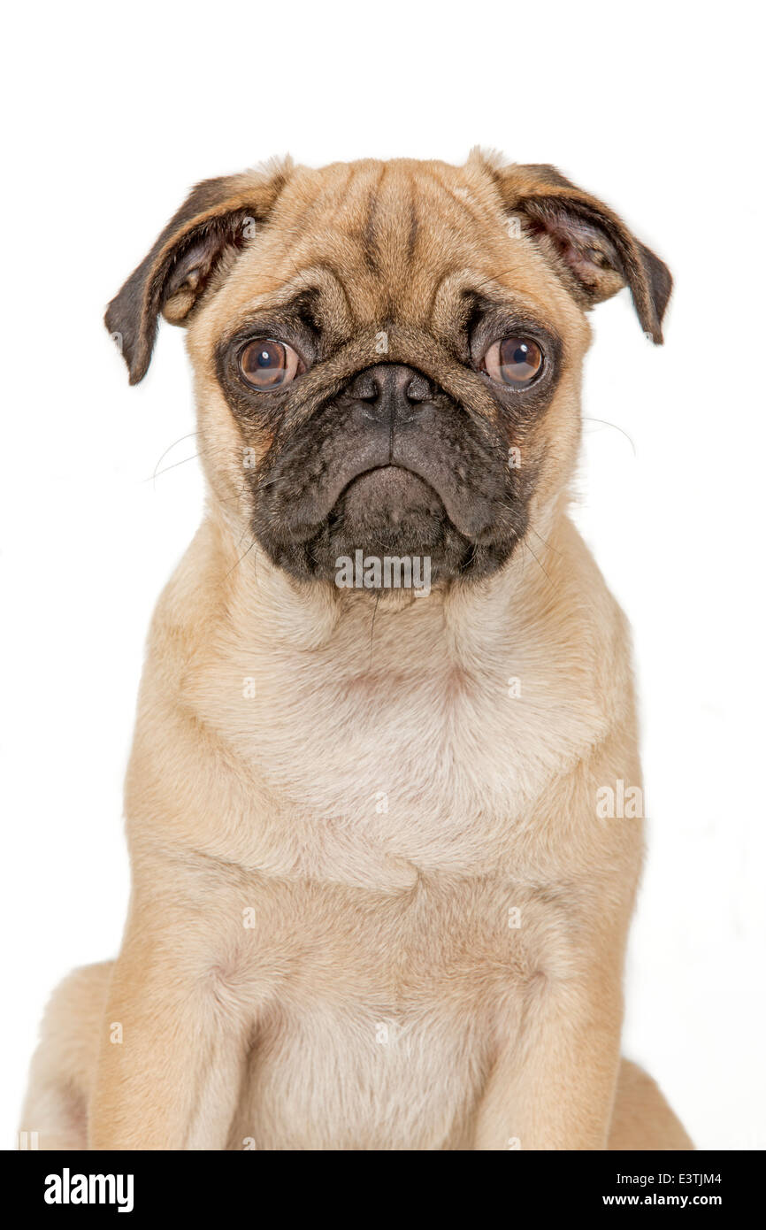 Young Pug dog on white background Stock Photo