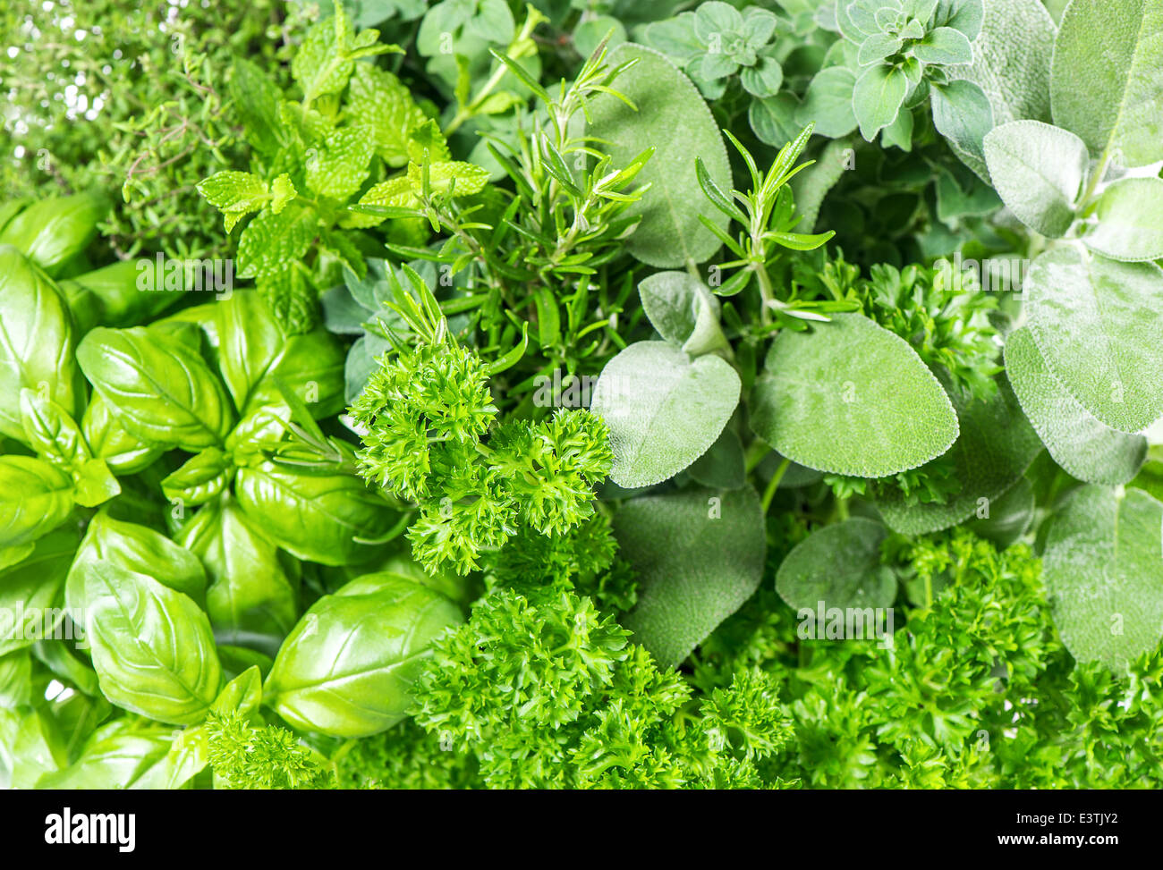fresh herbs basil, marjoram, parsley, rosemary, thyme, sage. food