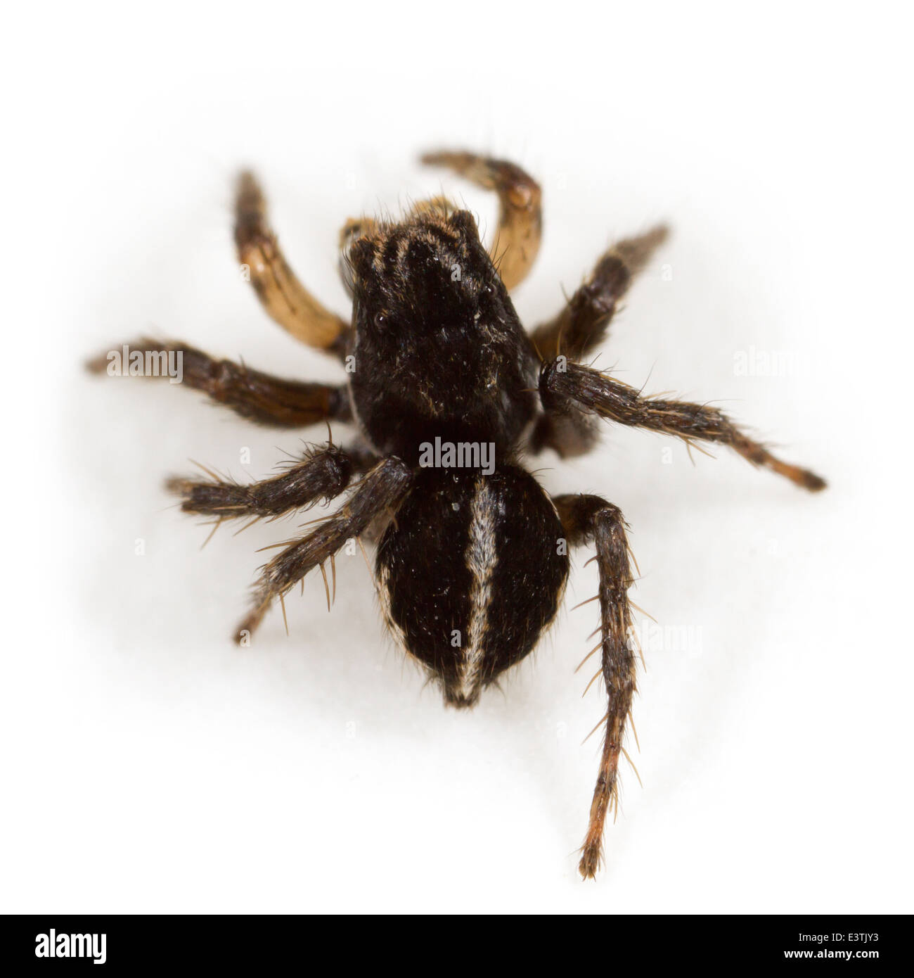 Male Jumping spider Aelurillus v-insignitus (V-fronted jumper), part of the family Salticidae. Isolated on white background. Stock Photo