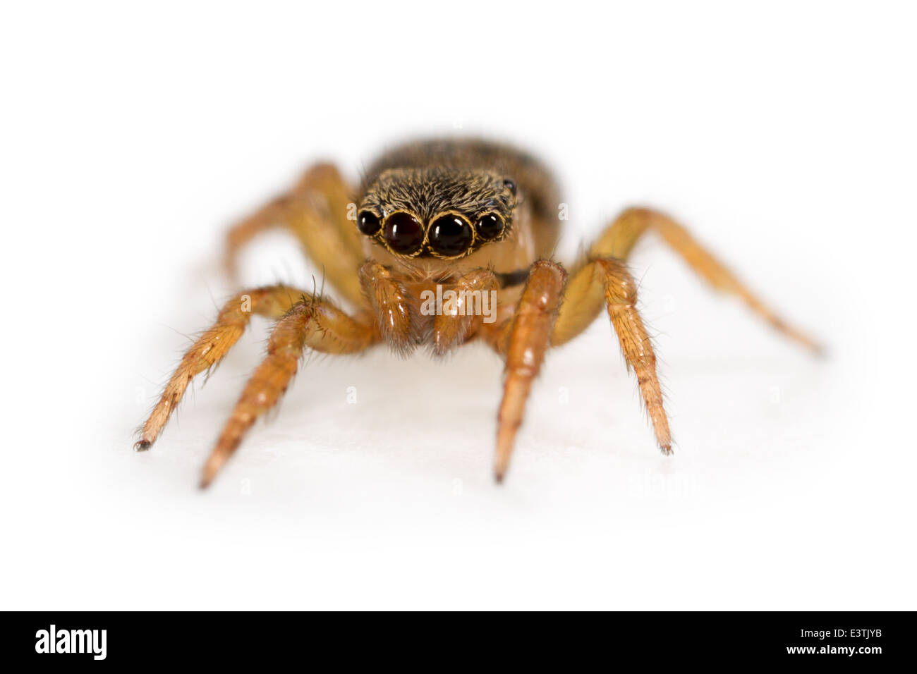 Female Euophrys frontalis spider, part of the family Salticidae - jumping spiders. Isolated on white background. Stock Photo