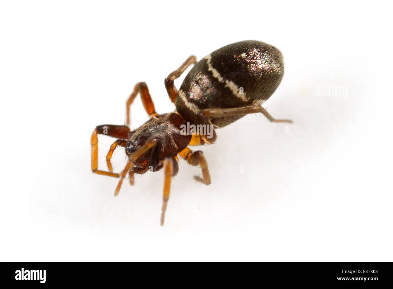 Female Glossy ant-spider (Micaria pulicaria), part of the family Gnaphosidae - Stealthy ground spiders. Isolated on white. Stock Photo