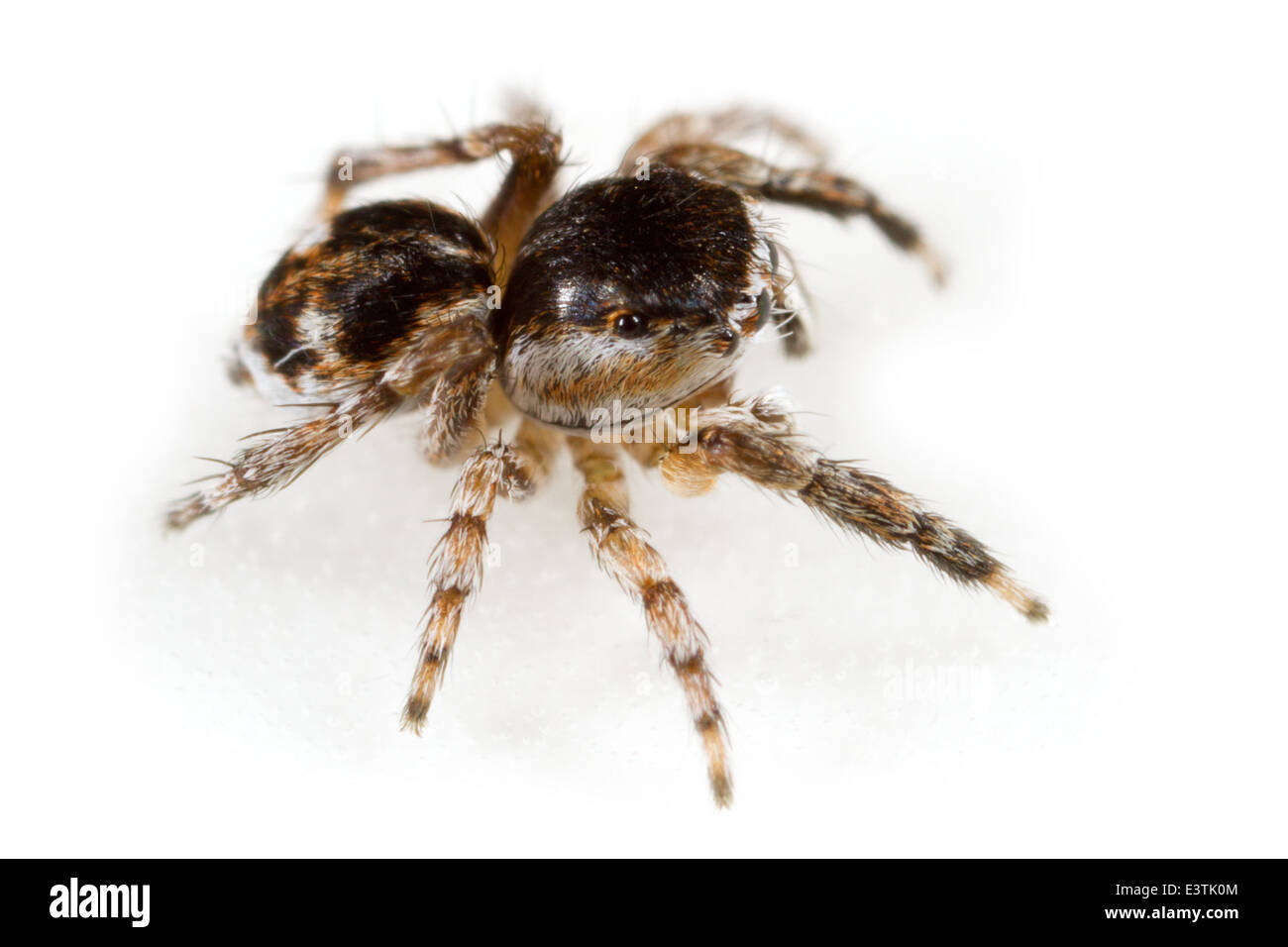 Male Sitticus saltator spider, part of the family Salticidae - Jumping spiders. Isolated on white background. Stock Photo