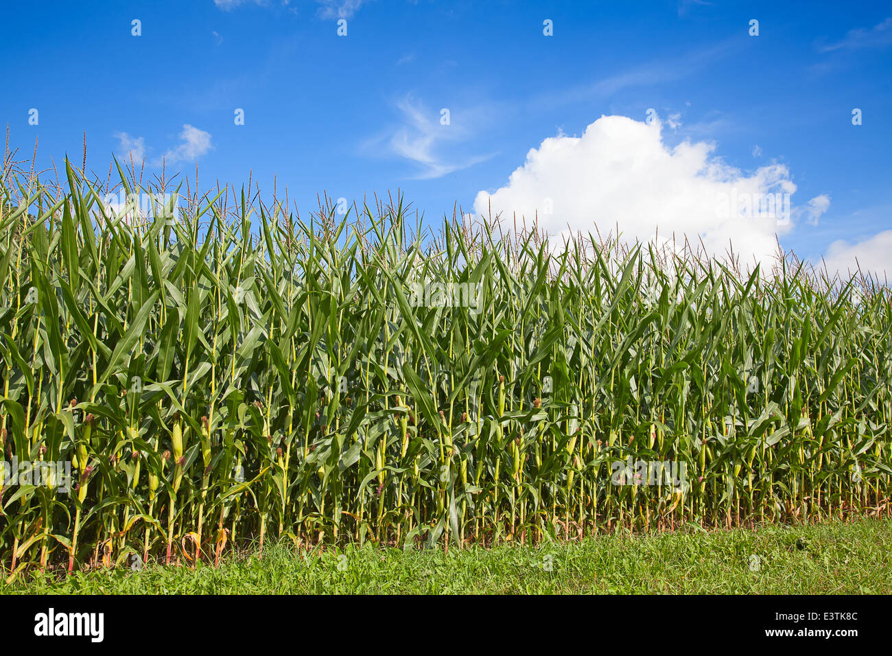Corn field under blue sky with some fluffy clouds Stock Photo - Alamy