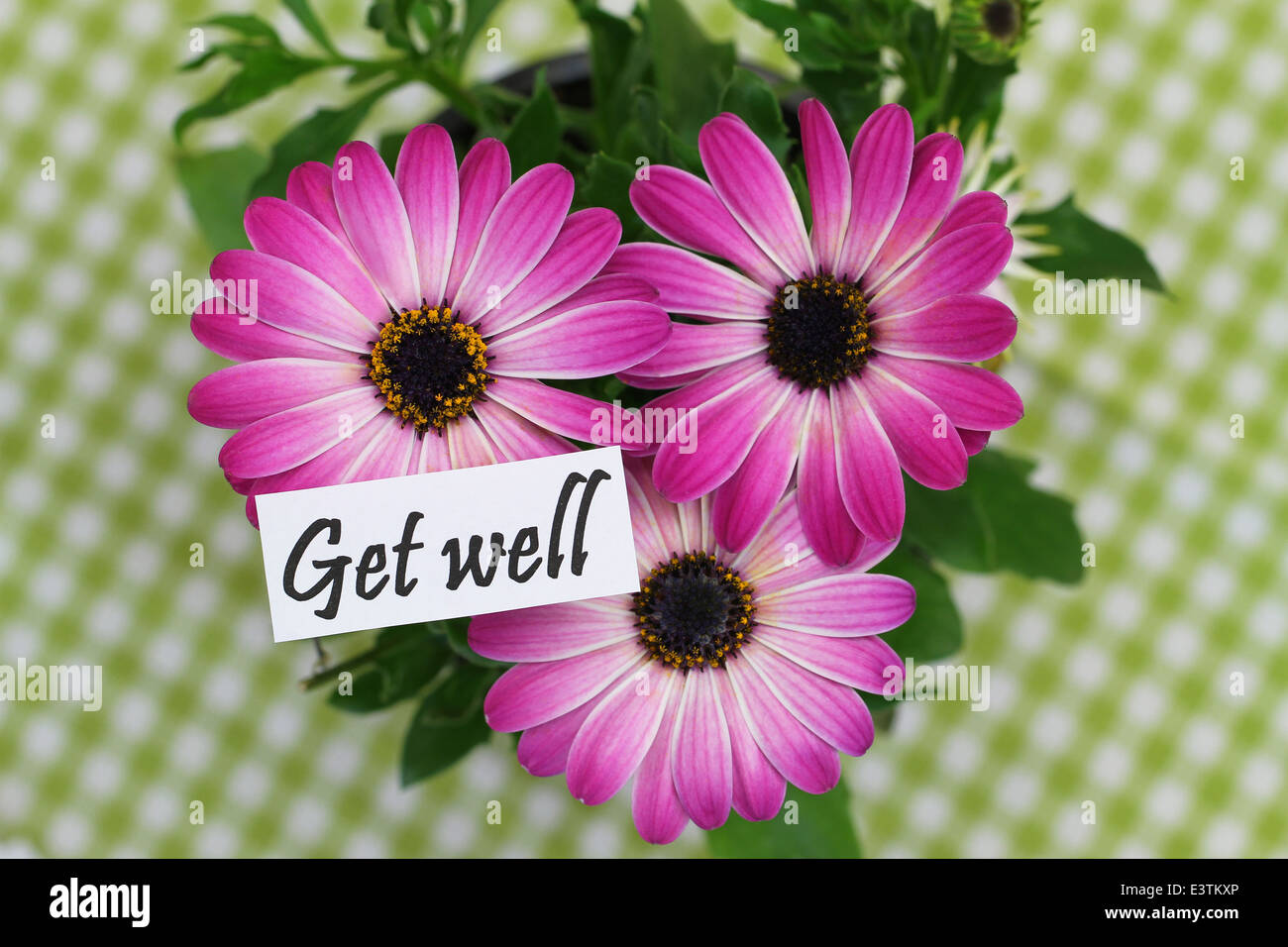 Get Well Card With Pink Gerbera Daisies Stock Photo Alamy get-well-card-with-pink-gerbera-daisies-stock-photo-alamy