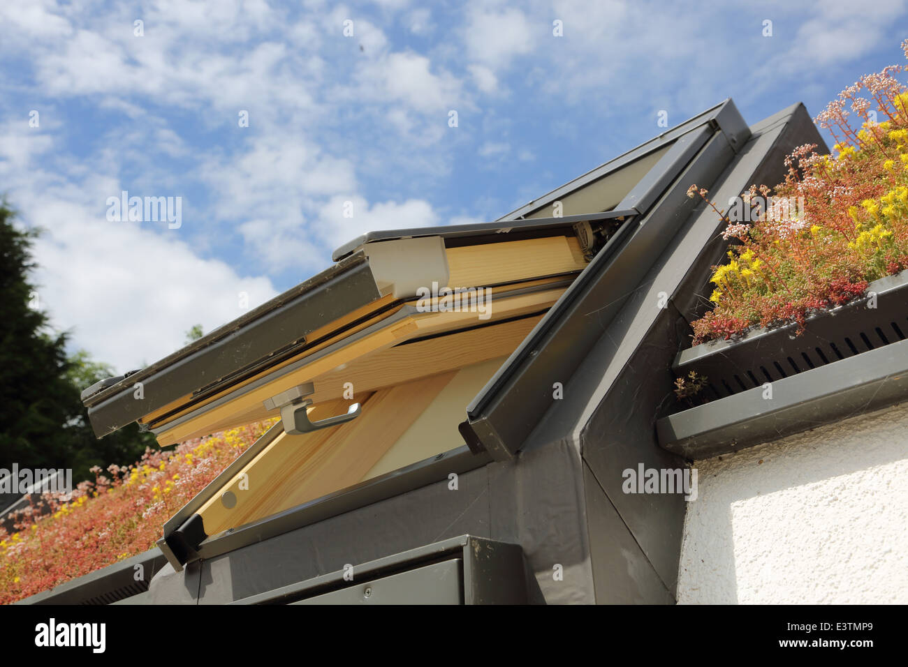 A green roof consisting of a diverse range of sedum plants surround a Fakro roof window on a single storey timber building Stock Photo