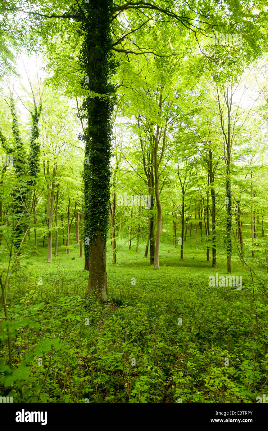 Green forest trees woods woodland hi-res stock photography and images ...
