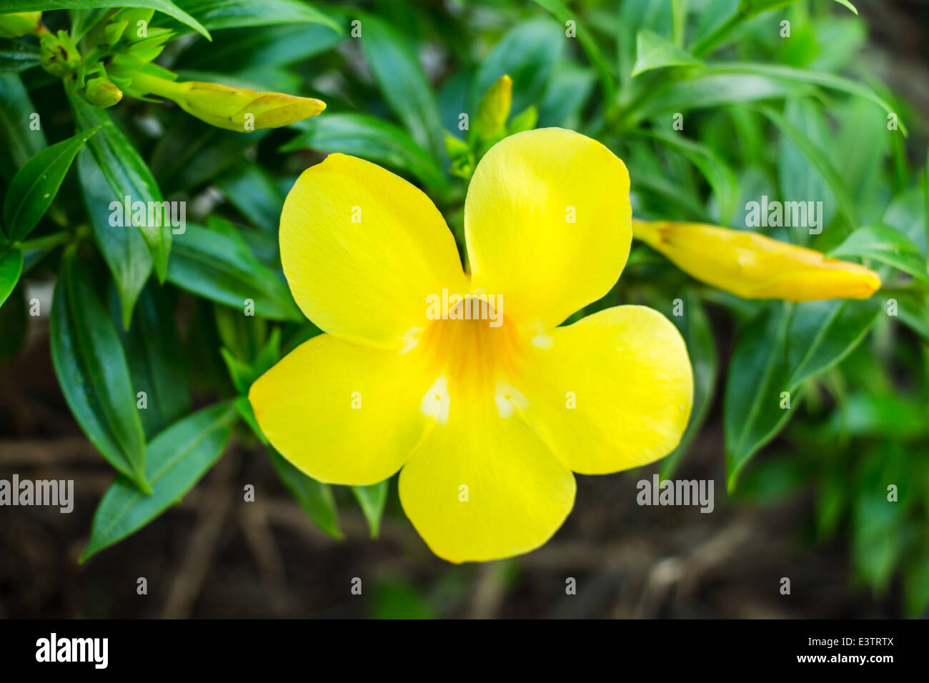 golden trumpet flowers Stock Photo Alamy