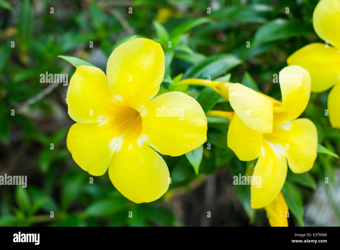 golden trumpet flowers Stock Photo Alamy