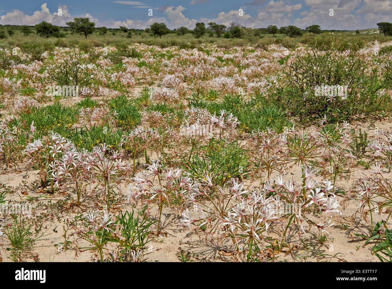 lily flower in landscape, vleililie, Nerine laticoma, Kgalagadi Transfrontier Park, Kalahari, South Africa, Botswana, Africa Stock Photo